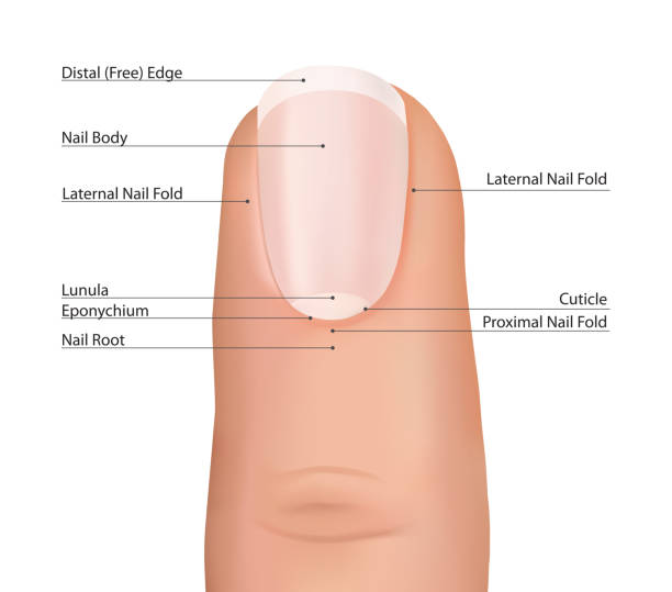 nail body nail anatomy