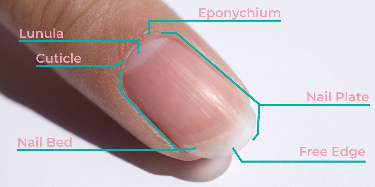 cuticle of nail nail anatomy