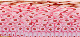 keratinocytes