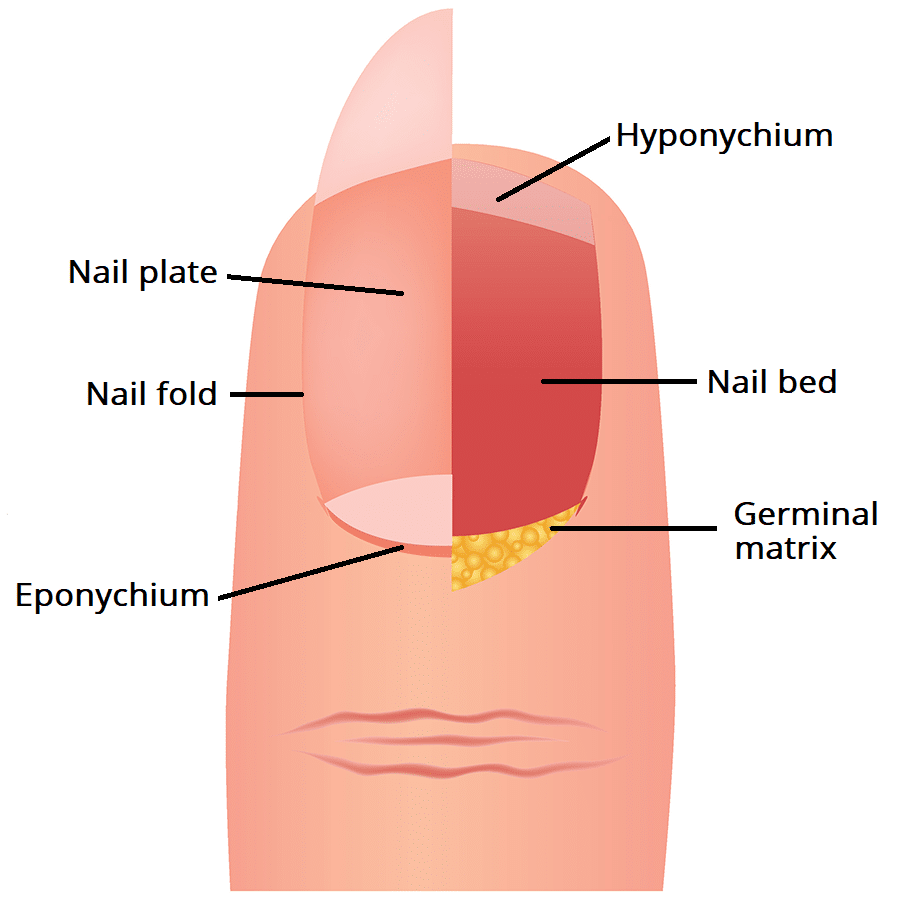lunula of nail anatomy of nail