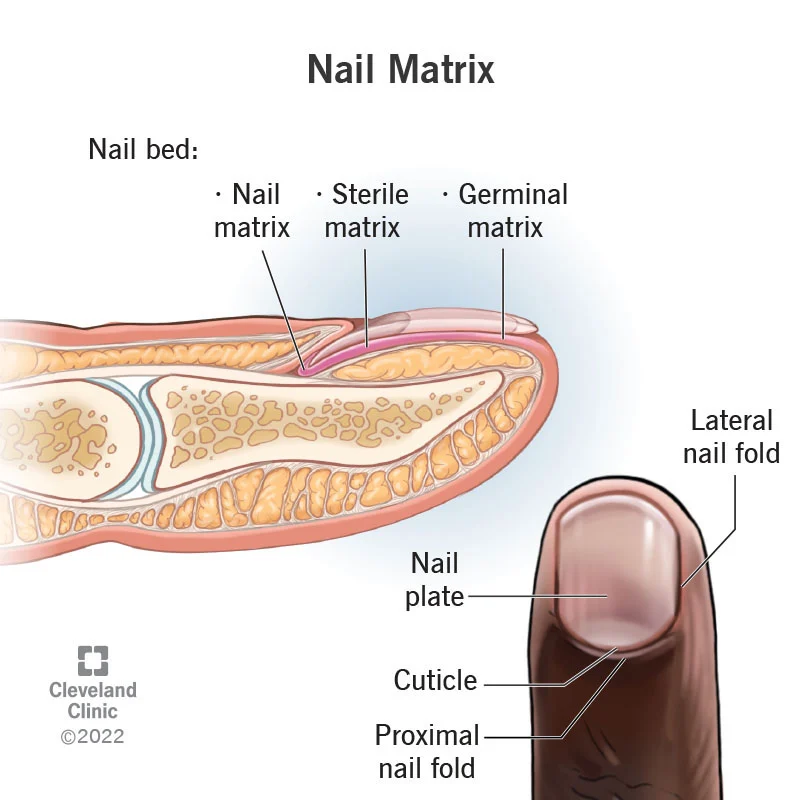 nail matrix anatomy of nail