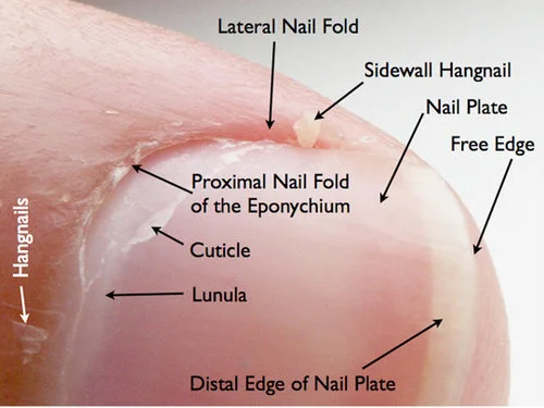 nail anatomy 